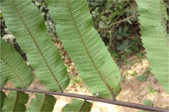 Thelypteris nudata